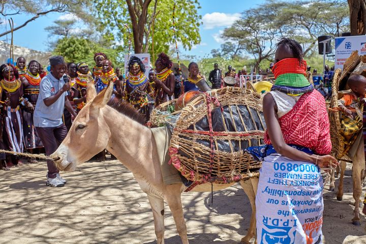 A working donkey carrying household goods, led by a Turkana woman
