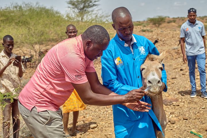 Giving oral medication to a donkey during an outreach