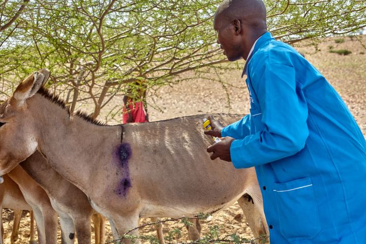 Vaccinating donkeys under an acacia tree