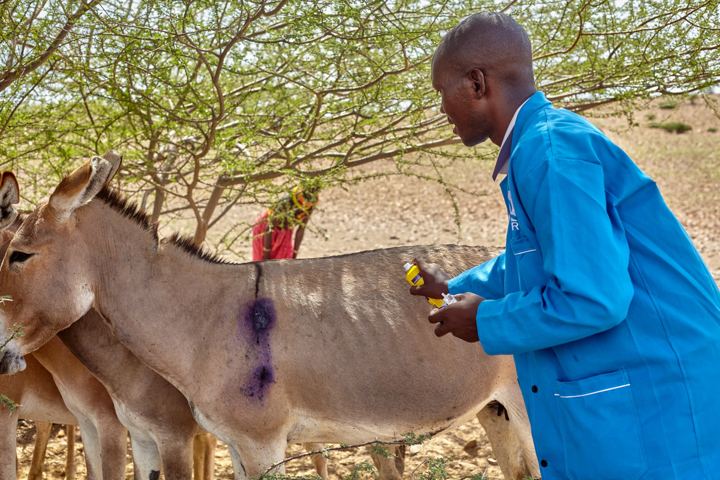 Marking a treated donkey