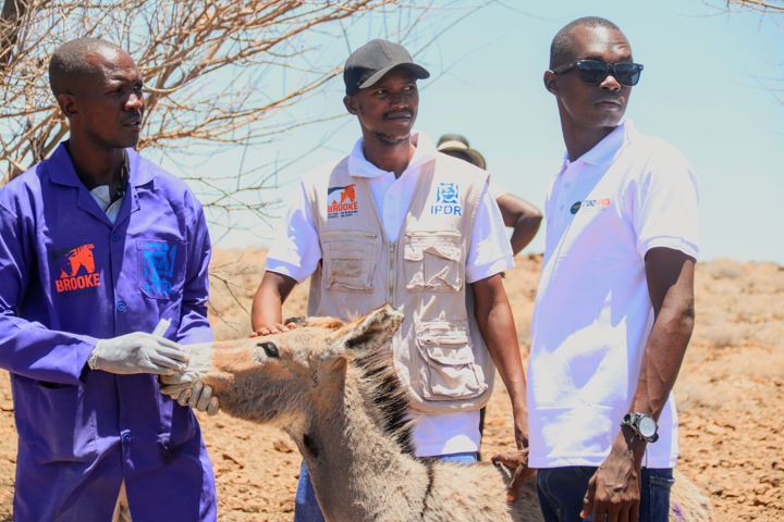 IPDR and partner staff with a donkey during a community outreach