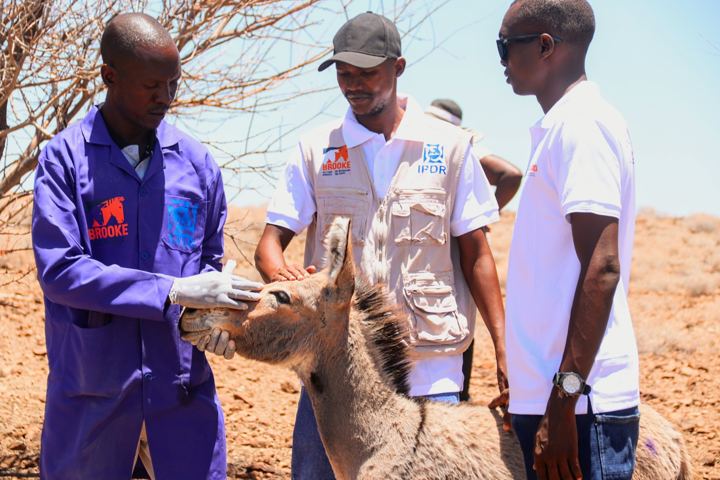 IPDR animal health worker examining a donkey while colleagues look on